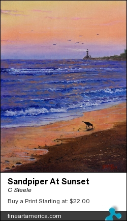 Sandpiper At Sunset by C Steele - Painting - Oil On Canvas