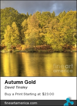 Autumn Gold by David Tinsley - Photograph - Digital Photography