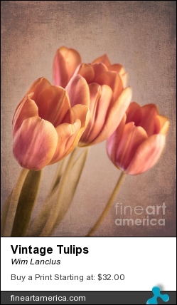 Vintage Tulips by Wim Lanclus - Photograph