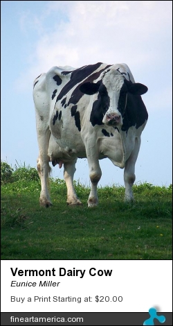 Vermont Dairy Cow by Eunice Miller - Photograph - Photography