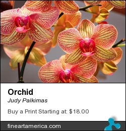 Orchid by Judy Palkimas - Photograph