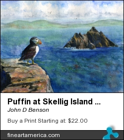 Puffin At Skellig Island Ireland by John D Benson - Painting - Watercolor