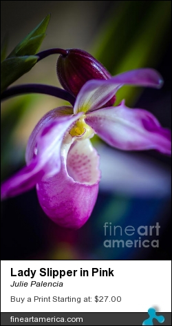 Lady Slipper In Pink by Julie Palencia - Photograph - Photography