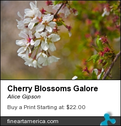 Cherry Blossoms Galore by Alice Gipson - Photograph - Photograph