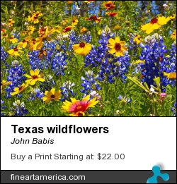 Texas Wildflowers by John Babis - Photograph - Photography