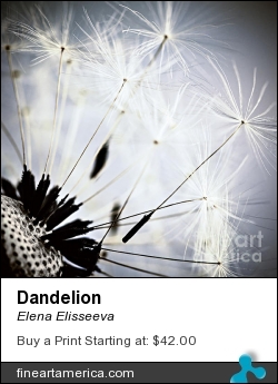 Dandelion by Elena Elisseeva - Photograph - Photograph