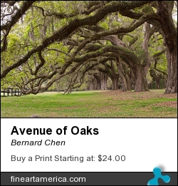 Avenue Of Oaks by Bernard Chen - Photograph