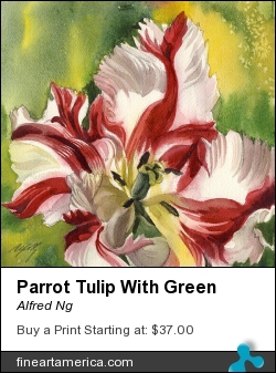 Parrot Tulip With Green by Alfred Ng - Painting - Watercolor On Paper