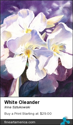 White Oleander by Irina Sztukowski - Painting - Watercolor