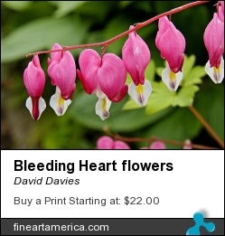 Bleeding Heart Flowers by David Davies - Photograph - Digital