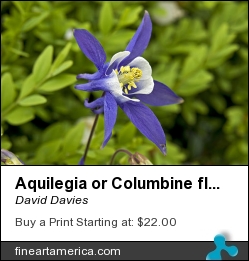 Aquilegia Or Columbine Flower by David Davies - Photograph - Digital