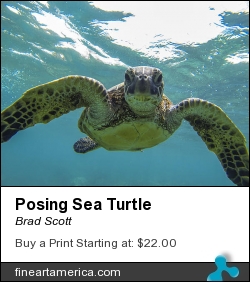 Posing Sea Turtle by Brad Scott - Photograph - Photography