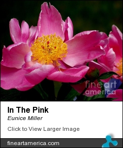 In The Pink by Eunice Miller - Photograph - Photography