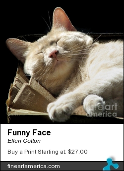 Funny Face by Ellen Cotton - Photograph - Digital Art Photography