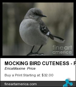 Mocking Bird Cuteness - Featured In Wildlife Group by EricaMaxine  Price - Photograph - Photography