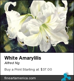 White Amarylilis by Alfred Ng - Painting - Watercolor On Paper