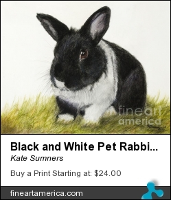 Black And White Pet Rabbit by Kate Sumners - Painting - Painting