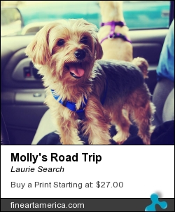 Molly's Road Trip by Laurie Search - Photograph - Digital Photography