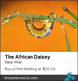The African Daisey by Gary Yost - Photograph - Prints