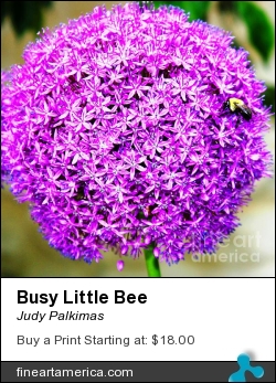 Busy Little Bee by Judy Palkimas - Photograph - Photography - Photographs