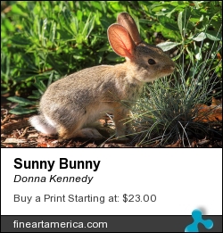 Sunny Bunny by Donna Kennedy - Photograph - Photograph