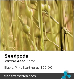 Seedpods by Valerie Anne Kelly - Photograph - Photography
