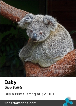Baby by Skip Willits - Photograph - Epson Lustre Paper