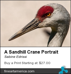 A Sandhill Crane Portrait by Sabine Edrissi - Photograph - Photography