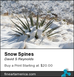 Snow Spines by David S Reynolds - Photograph - Photography