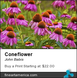 Coneflower by John Babis - Photograph - Photography