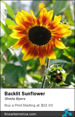 Backlit Sunflower by Sheila Byers - Photograph - Dslr