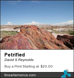 Petrified by David S Reynolds - Photograph - Photography