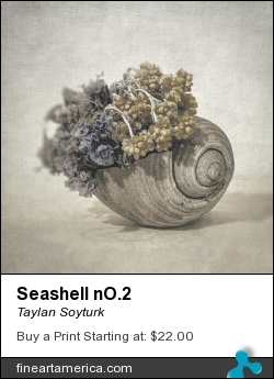 Seashell No.2 by Taylan Soyturk - Photograph - Photographs