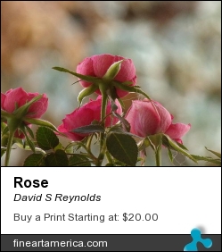 Rose by David S Reynolds - Photograph - Photography
