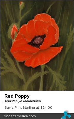 Red Poppy by Anastasiya Malakhova - pastels on paper