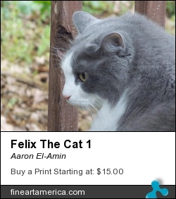 Felix The Cat 1 by Aaron El-Amin - Photograph - Photography