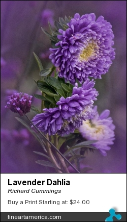 Lavender Dahlia by Richard Cummings - Photograph - Photograph