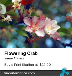 Flowering Crab by Jame Hayes - Photograph - Photo