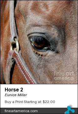 Horse 2 by Eunice Miller - Photograph - Photography