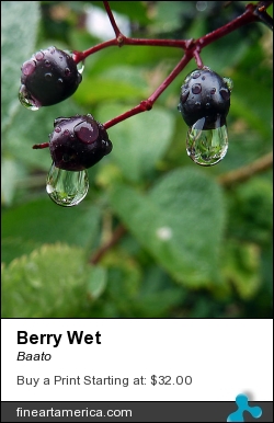 Berry Wet by Baato - Photograph - Digital Photos And Art