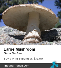 Large Mushroom by Dana Bechler - Photograph - Digital Photography