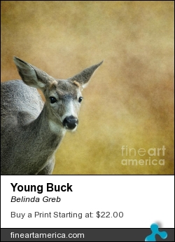 Young Buck by Belinda Greb - Photograph - Photograph, Photography, Photographs