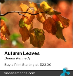 Autumn Leaves by Donna Kennedy - Photograph - Photograph