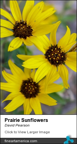 Prairie Sunflowers by David Pearson - Photograph - Photograph