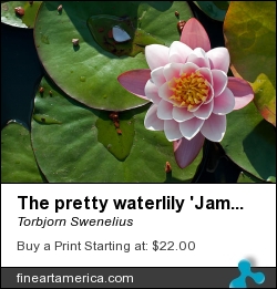 The Pretty Waterlily 'james Brydon' by Torbjorn Swenelius - Photograph - Photography
