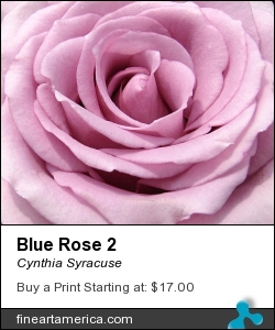Blue Rose 2 by Cynthia Syracuse - Photograph - Digital Camera