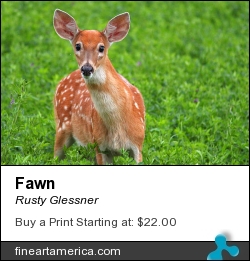 Fawn by Rusty Glessner - Photograph - Photograph