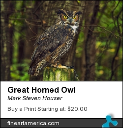 Great Horned Owl by Mark Steven Houser - Photograph - Photography