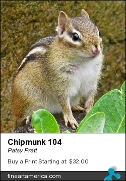 Chipmunk 104 by Patsy Pratt - Photograph - Digital Photography