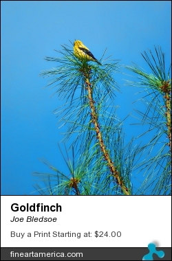Goldfinch by Joe Bledsoe - Photograph - Digital Photographs